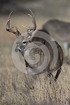 Whitetail Deer Running in Prairie photo