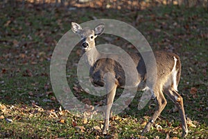 Whitetail deer in rural Virginia