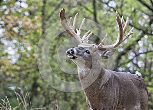 Whitetail deer in rut