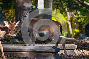 Whitetail Deer`s Photo Interrupted By Sibling - Odocoileus virginianus