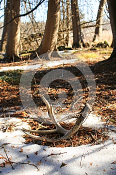 Whitetail Deer Shed Antler on Ground in Forest