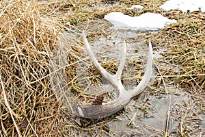 Whitetail Deer Shed Antler on Ground in Marsh