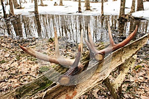 Whitetail Deer Shed Antlers Matching Set