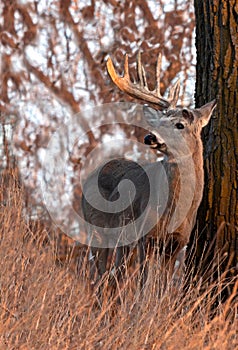 Whitetail deer shedding antlers