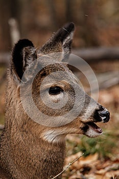 Whitetail Deer Side Profile