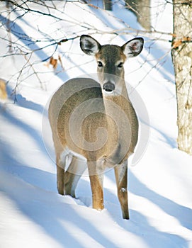 Whitetail Deer in Snow