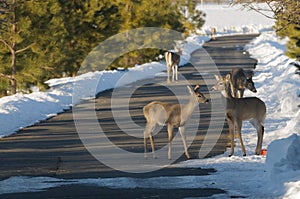 Whitetail deer