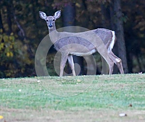 Whitetail deer standing erect photo