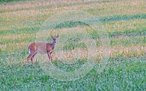 Whitetail deer standing in green grass field