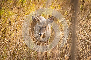Whitetail deer in grass