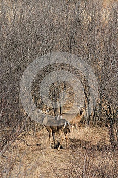 Whitetail Deer Tree Branch Detail