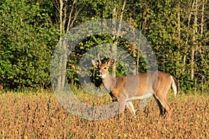 Whitetail Deer Velvet Buck Stands in a Bean Field