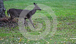 Whitetail deer walking in grass