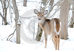 Whitetail Deer Yearling photo