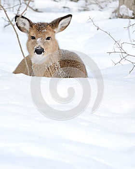 Whitetail Deer Yearling photo