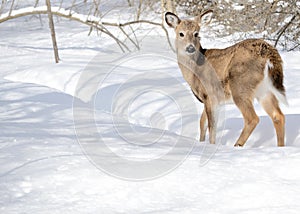 Whitetail deer yearling photo