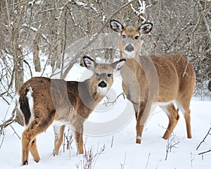 Whitetail Deer Yearling And Doe photo
