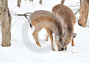 Whitetail Deer Yearling And Doe photo