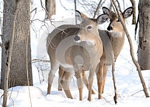 Whitetail Deer Yearling And Doe