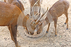 Whitetail deer yearlings eating photo