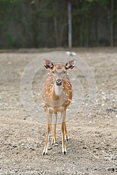 Whitetail deer yearlings in zoo photo