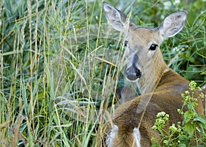 Whitetail Doe