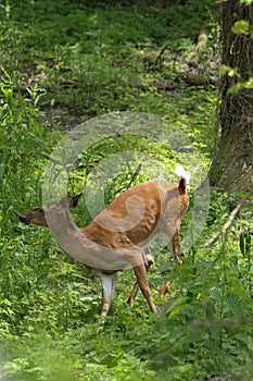 A whitetail doe approaching a waterhole, drinking and then fleeing on a hot summer day.