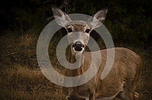 Whitetail Doe in autumn dusk