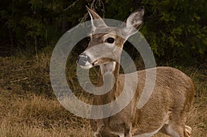 Whitetail Doe in autumn dusk