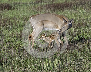 Whitetail doe checking on her fawn