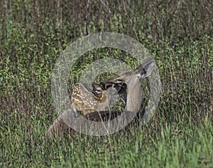 Whitetail doe checking her fawn share a kiss.