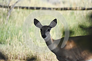 A whitetail doe that comes into the yard in  spring