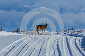 Whitetail Doe Crossing Snowy Road
