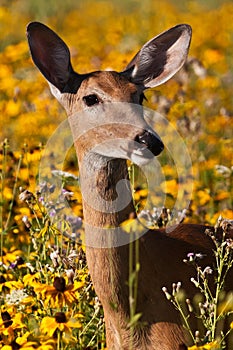 Whitetail Doe Deer photo