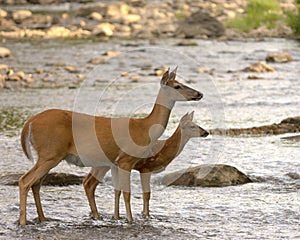 Whitetail Doe With Fawn