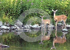 Whitetail Doe With Fawn