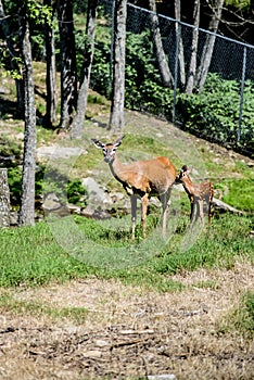 Whitetail Doe and Fawn