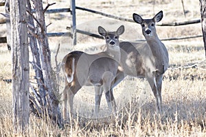 Whitetail doe and fawn check out the human