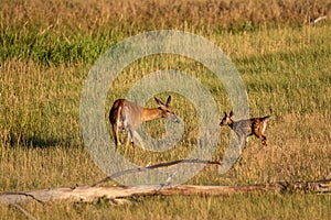 Whitetail Doe and Fawn