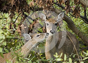 Whitetail Doe With Fawn (Odoco)