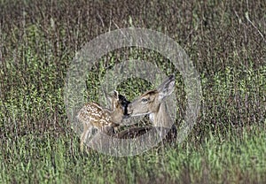 Whitetail doe and fawn share a kiss