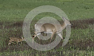 Whitetail doe and fawn walking together