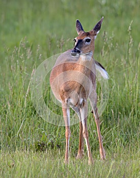 A whitetail doe in a field of green grass