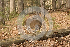 Whitetail doe in the forest