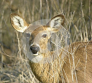 Whitetail Doe Head Shot