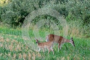 A whitetail doe and its fawn grazing