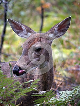 Whitetail Doe Licking her Chops