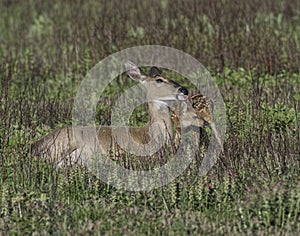 Whitetail doe licking her fawn