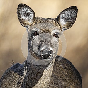 Whitetail doe looking at camera in winter grasslands