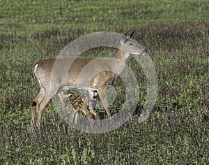 Whitetail doe with fawn nursing in the meadow